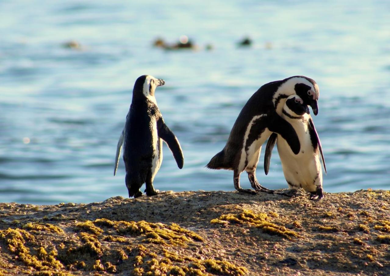 Simonʼs Town Eindelikヴィラ エクステリア 写真